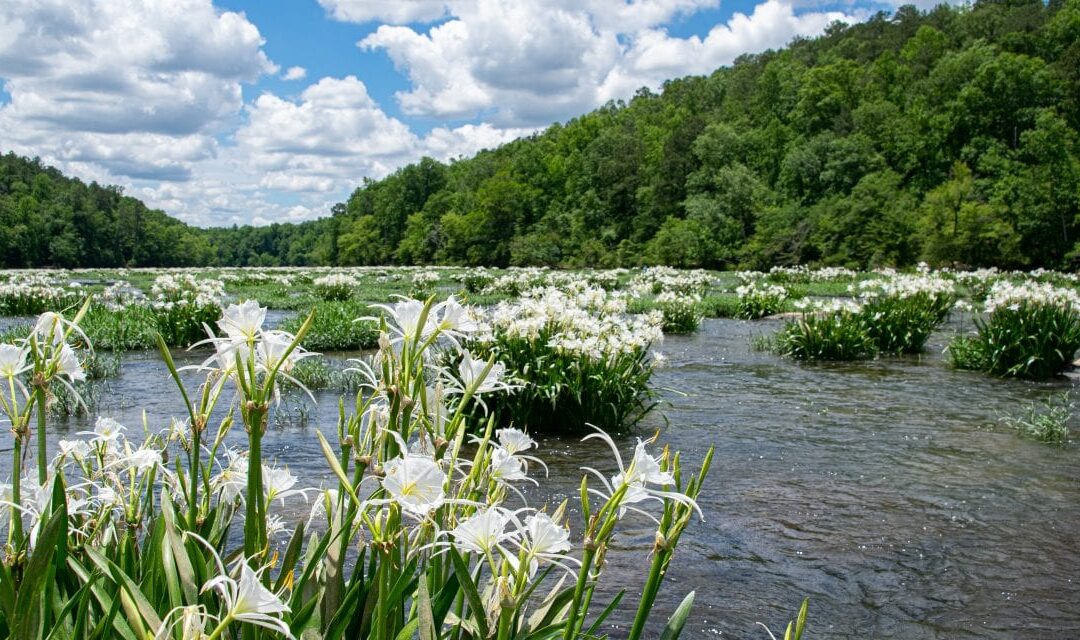 EPA Update: The EPA at 50